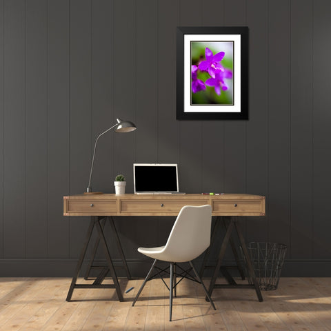 Purple Orchid I Black Modern Wood Framed Art Print with Double Matting by Stefko, Bob