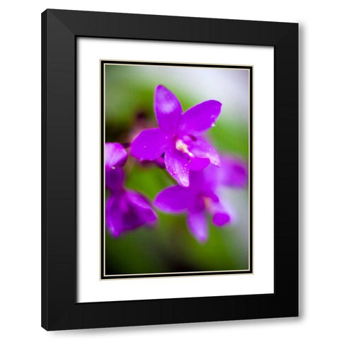 Purple Orchid I Black Modern Wood Framed Art Print with Double Matting by Stefko, Bob
