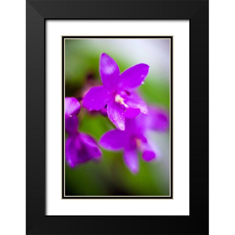 Purple Orchid I Black Modern Wood Framed Art Print with Double Matting by Stefko, Bob