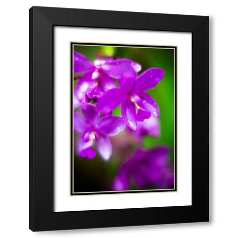Purple Orchid II Black Modern Wood Framed Art Print with Double Matting by Stefko, Bob