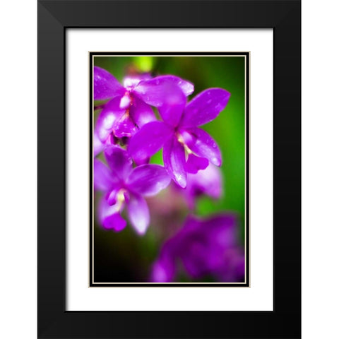 Purple Orchid II Black Modern Wood Framed Art Print with Double Matting by Stefko, Bob