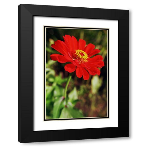 Red and Green I Black Modern Wood Framed Art Print with Double Matting by Stefko, Bob