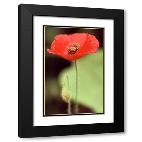 Red and Green II Black Modern Wood Framed Art Print with Double Matting by Stefko, Bob