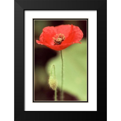 Red and Green II Black Modern Wood Framed Art Print with Double Matting by Stefko, Bob