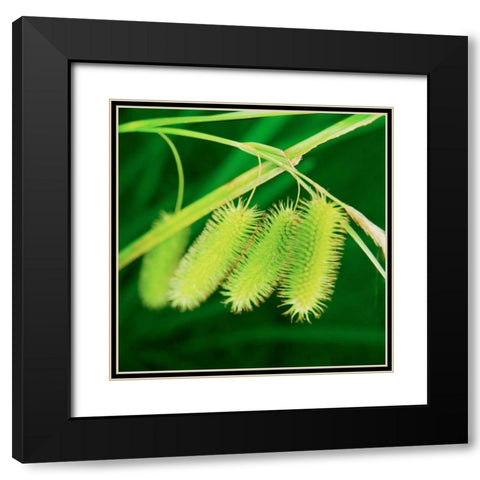 Simple Organics III Black Modern Wood Framed Art Print with Double Matting by Stefko, Bob