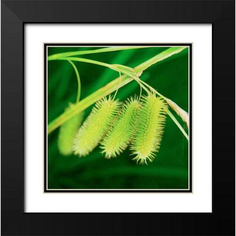 Simple Organics III Black Modern Wood Framed Art Print with Double Matting by Stefko, Bob