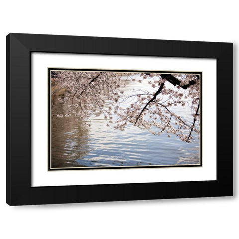 Cherry Blossoms I Black Modern Wood Framed Art Print with Double Matting by Stefko, Bob