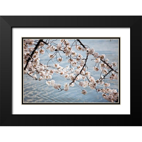 Cherry Blossoms II Black Modern Wood Framed Art Print with Double Matting by Stefko, Bob