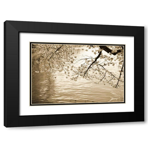 Sepia Cherry Blossoms I Black Modern Wood Framed Art Print with Double Matting by Stefko, Bob