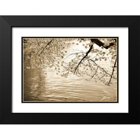 Sepia Cherry Blossoms I Black Modern Wood Framed Art Print with Double Matting by Stefko, Bob