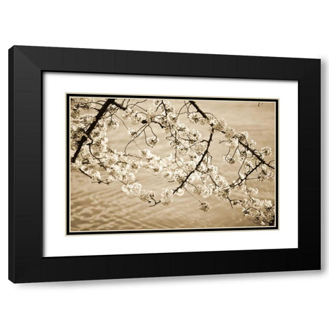 Sepia Cherry Blossoms II Black Modern Wood Framed Art Print with Double Matting by Stefko, Bob