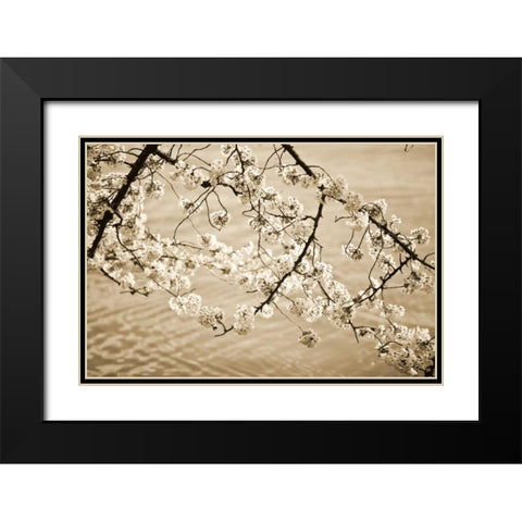 Sepia Cherry Blossoms II Black Modern Wood Framed Art Print with Double Matting by Stefko, Bob