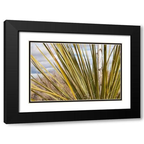 Century Plant I Black Modern Wood Framed Art Print with Double Matting by Styber, Dana