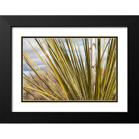 Century Plant I Black Modern Wood Framed Art Print with Double Matting by Styber, Dana