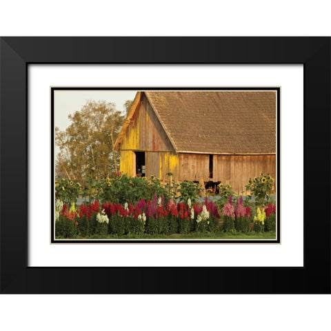 Snapdragons Barn I Black Modern Wood Framed Art Print with Double Matting by Styber, Dana