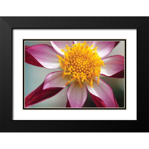 Stardust I Black Modern Wood Framed Art Print with Double Matting by Styber, Dana