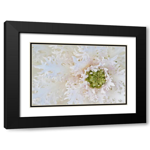Green Ornamental II Black Modern Wood Framed Art Print with Double Matting by Styber, Dana