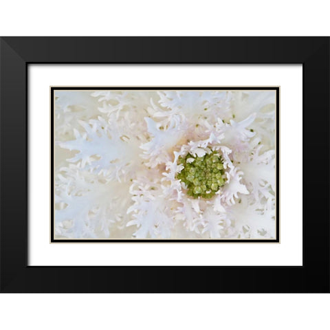 Green Ornamental II Black Modern Wood Framed Art Print with Double Matting by Styber, Dana