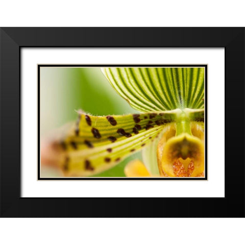 Extravaganza I Black Modern Wood Framed Art Print with Double Matting by Styber, Dana