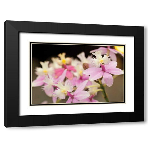 Orchid Chorus Black Modern Wood Framed Art Print with Double Matting by Styber, Dana