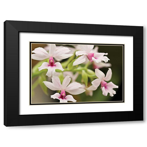 Pink Lips Black Modern Wood Framed Art Print with Double Matting by Styber, Dana