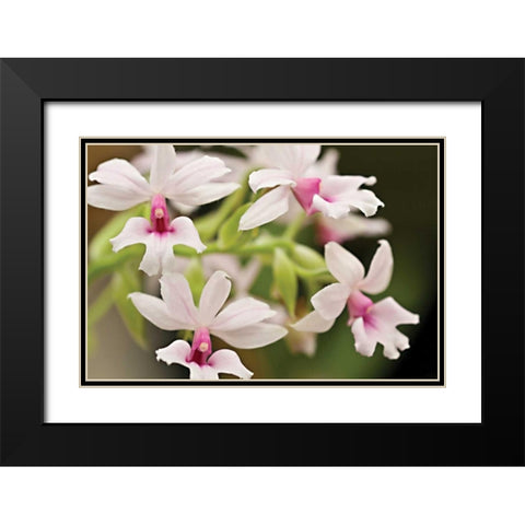 Pink Lips Black Modern Wood Framed Art Print with Double Matting by Styber, Dana