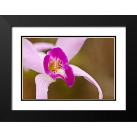 Purple Glory Black Modern Wood Framed Art Print with Double Matting by Styber, Dana