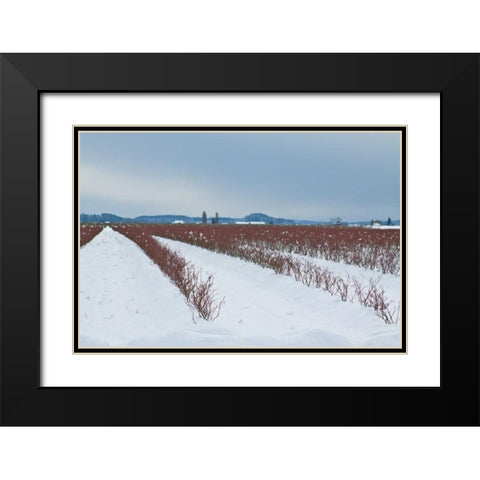 Berries Under Snow II Black Modern Wood Framed Art Print with Double Matting by Styber, Dana