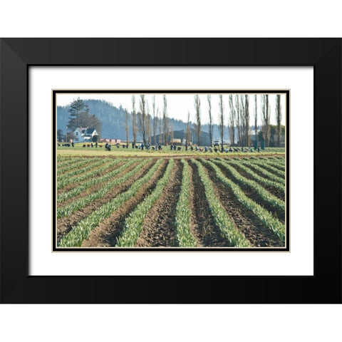 Daffodil Harvest I Black Modern Wood Framed Art Print with Double Matting by Styber, Dana