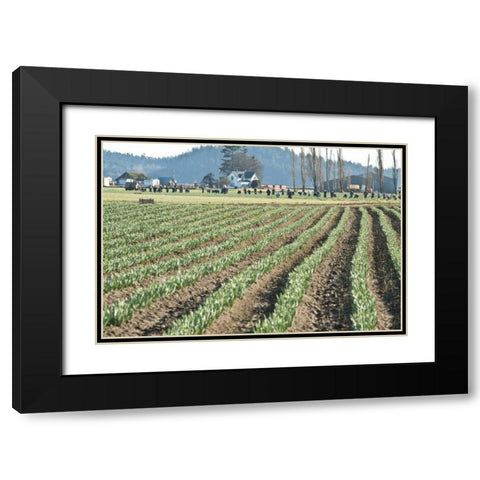 Daffodil Harvest II Black Modern Wood Framed Art Print with Double Matting by Styber, Dana