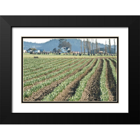 Daffodil Harvest II Black Modern Wood Framed Art Print with Double Matting by Styber, Dana