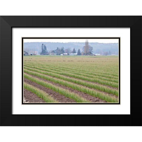 Graceful Greens II Black Modern Wood Framed Art Print with Double Matting by Styber, Dana