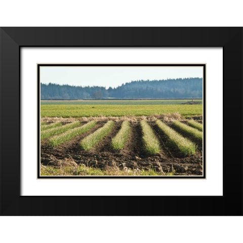 Golden Green Rows Black Modern Wood Framed Art Print with Double Matting by Styber, Dana