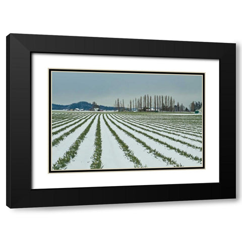 Snowy Daffodils I Black Modern Wood Framed Art Print with Double Matting by Styber, Dana