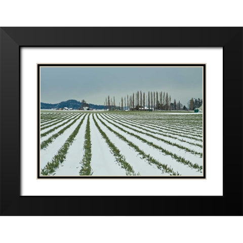 Snowy Daffodils I Black Modern Wood Framed Art Print with Double Matting by Styber, Dana