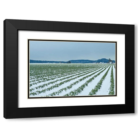 Snowy Daffodils II Black Modern Wood Framed Art Print with Double Matting by Styber, Dana
