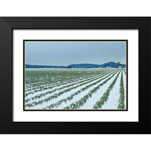 Snowy Daffodils II Black Modern Wood Framed Art Print with Double Matting by Styber, Dana