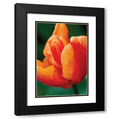 Emperor Tulip II Black Modern Wood Framed Art Print with Double Matting by Styber, Dana