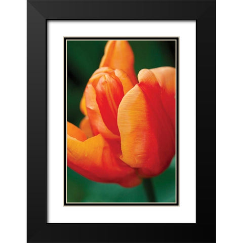 Emperor Tulip II Black Modern Wood Framed Art Print with Double Matting by Styber, Dana