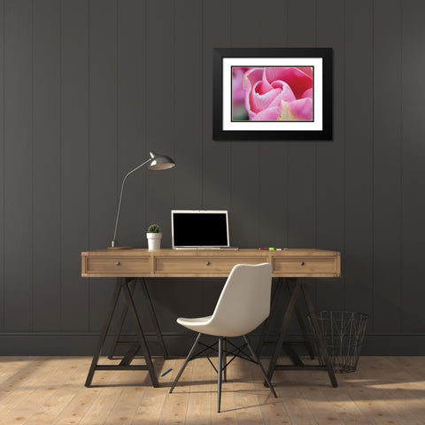 Pink Tulip I Black Modern Wood Framed Art Print with Double Matting by Styber, Dana