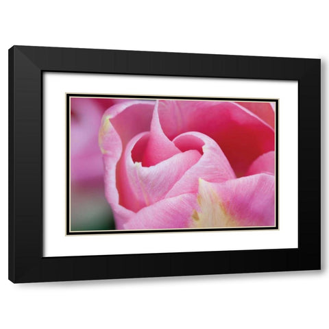 Pink Tulip I Black Modern Wood Framed Art Print with Double Matting by Styber, Dana