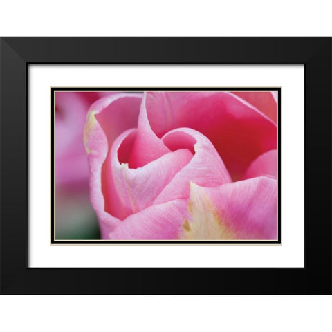 Pink Tulip I Black Modern Wood Framed Art Print with Double Matting by Styber, Dana