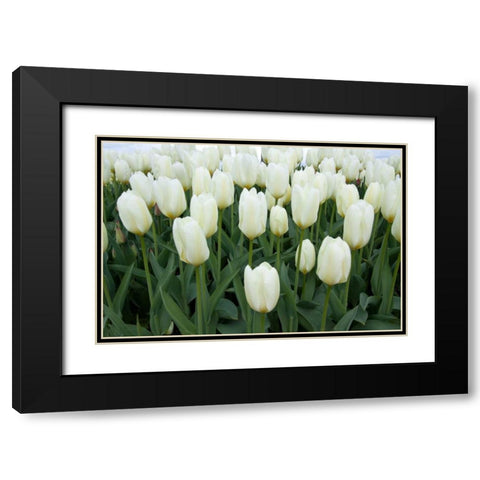 White Tulips I Black Modern Wood Framed Art Print with Double Matting by Styber, Dana