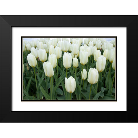 White Tulips I Black Modern Wood Framed Art Print with Double Matting by Styber, Dana