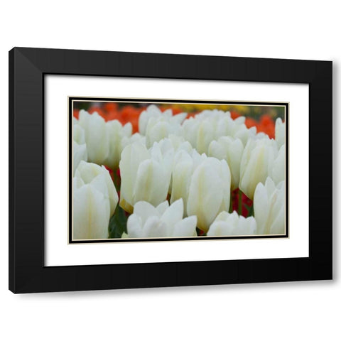 White Tulips II Black Modern Wood Framed Art Print with Double Matting by Styber, Dana