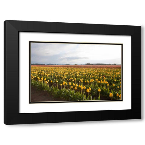 Tulips at Sunset I Black Modern Wood Framed Art Print with Double Matting by Styber, Dana