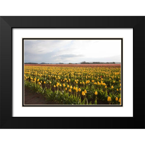 Tulips at Sunset I Black Modern Wood Framed Art Print with Double Matting by Styber, Dana