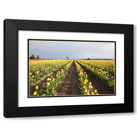 Tulips at Sunset II Black Modern Wood Framed Art Print with Double Matting by Styber, Dana