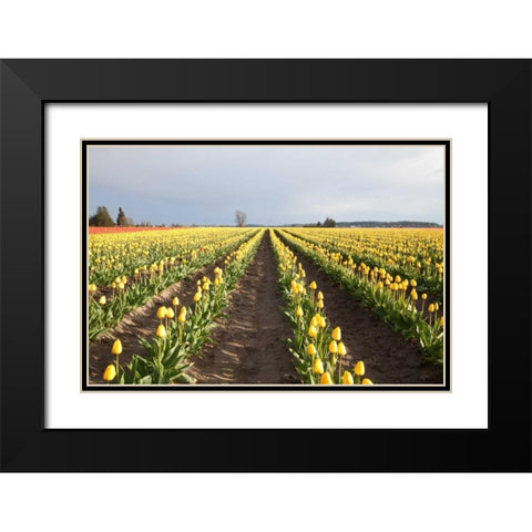 Tulips at Sunset II Black Modern Wood Framed Art Print with Double Matting by Styber, Dana