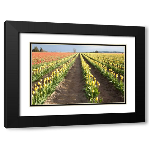 Tulips at Sunset III Black Modern Wood Framed Art Print with Double Matting by Styber, Dana